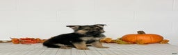 German Shepherd dogs for sale: Romania  - Ad 3