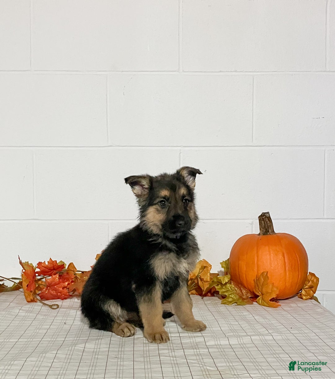 German Shepherd dogs for sale: Romania  - Ad 3
