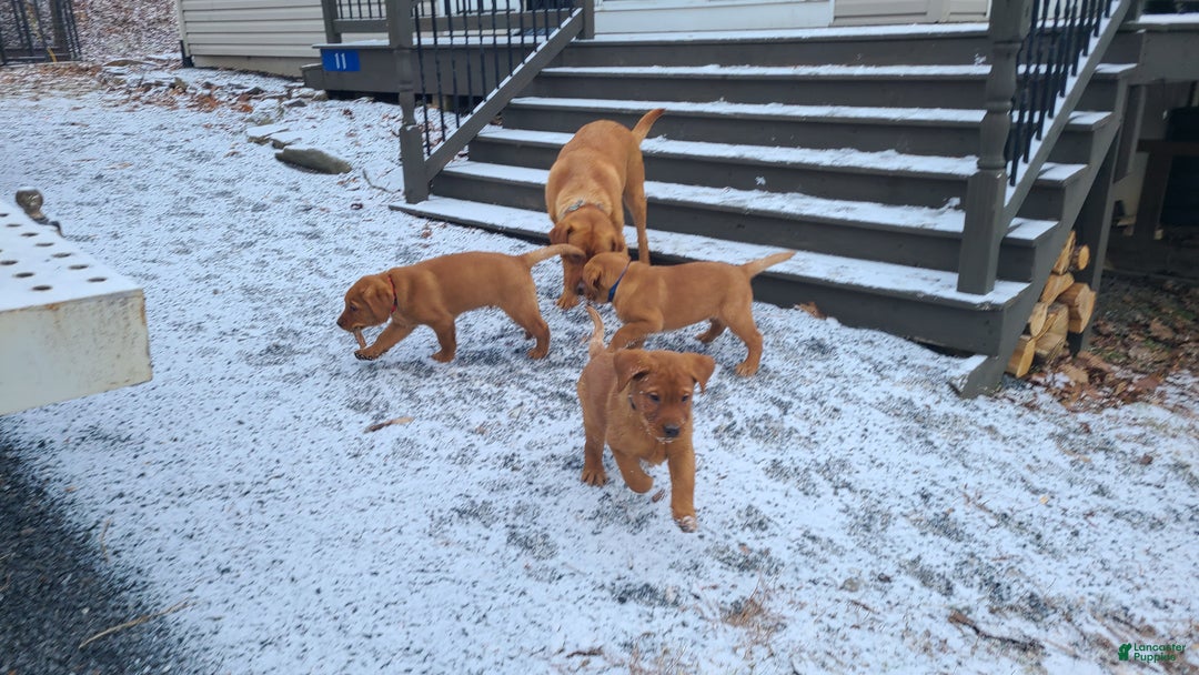 Labrador Retriever dogs for sale: Snip - Ad 6