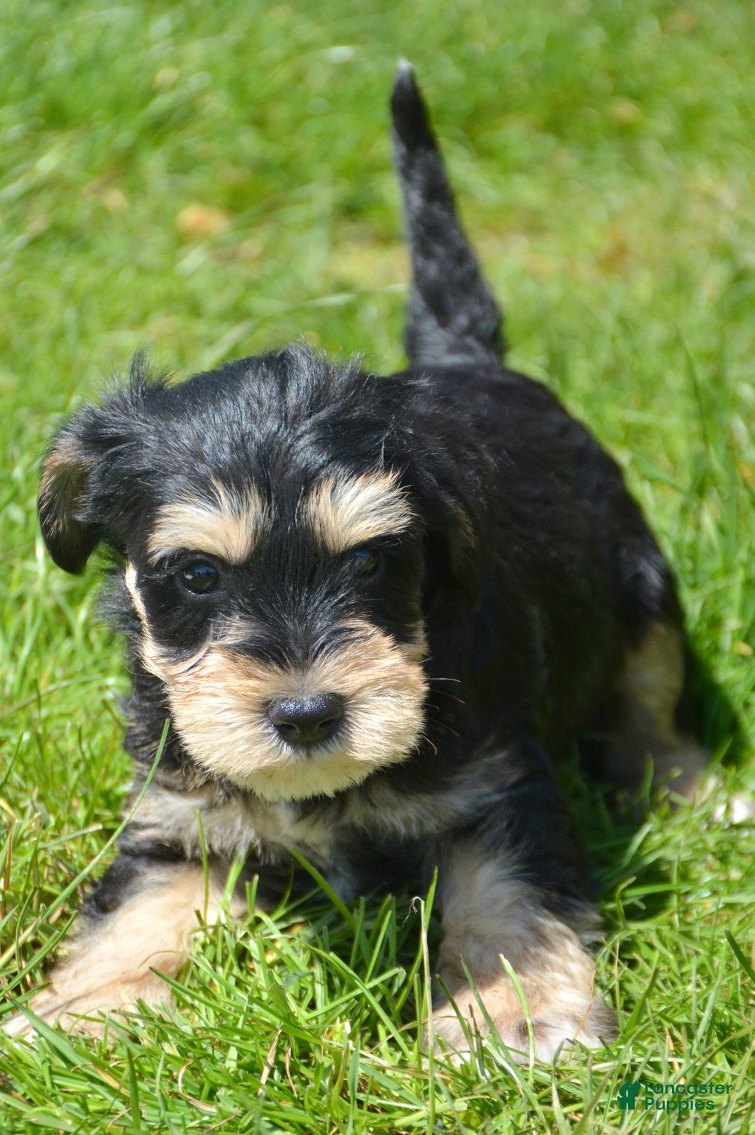 Miniature Schnauzer dogs Miniature Schnauzer Missy - Ad 37