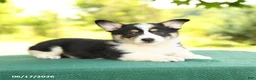 Welsh Corgi Pembroke dogs for sale: Jasper - Ad 3