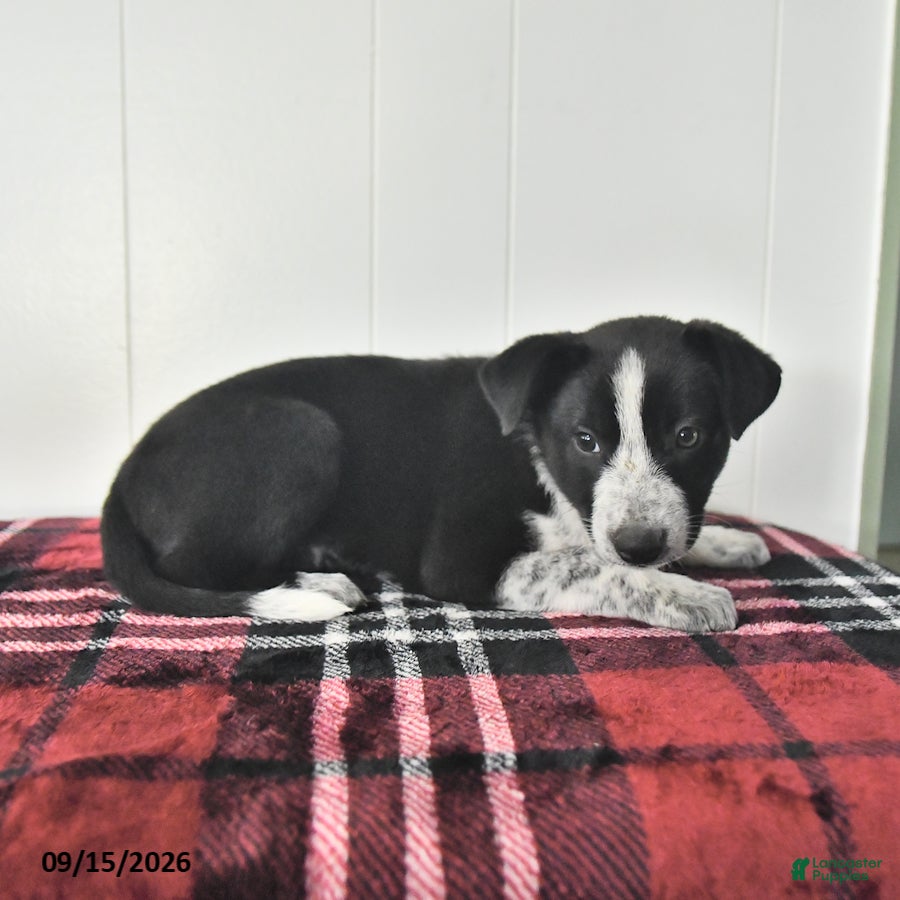 Mixed Breed dogs Buelah - Ad 2