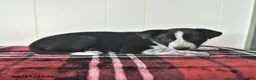 Mixed Breed dogs for sale: Buelah - Ad 2