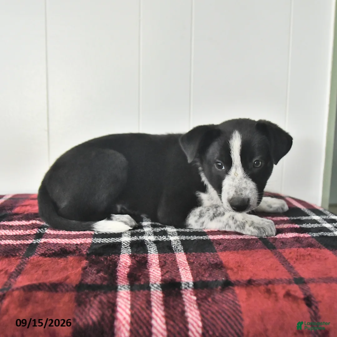 Mixed Breed dogs for sale: Buelah - Ad 2