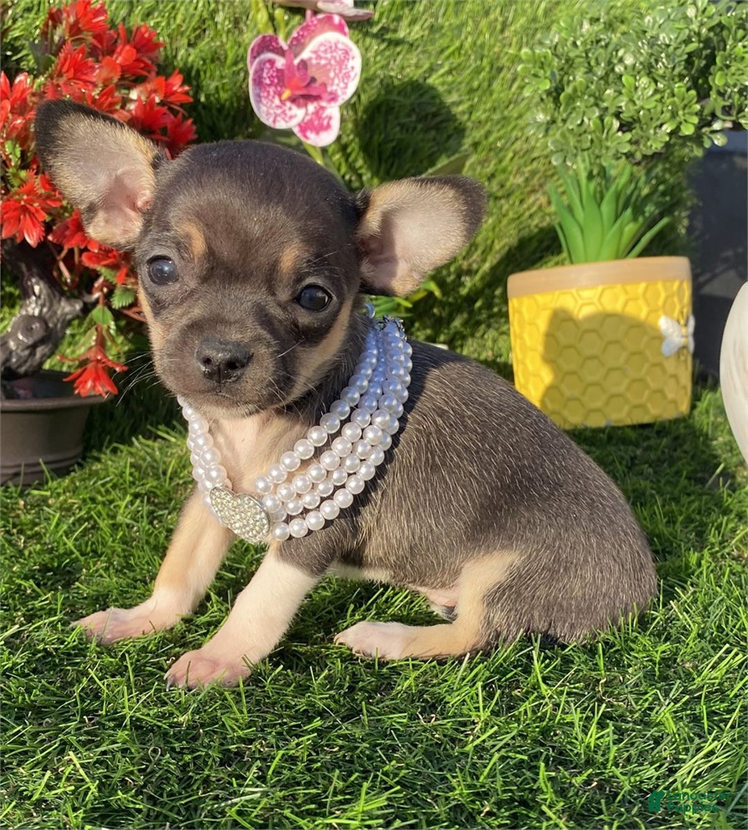 Chihuahua dogs for sale: Chihuahua Puppy 1 - Ad 1