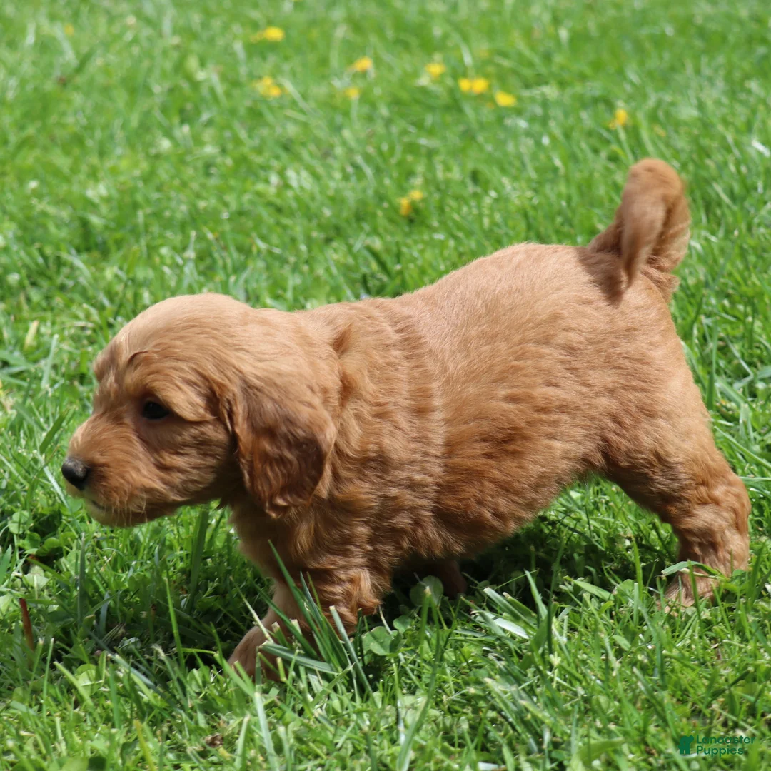Mini Goldendoodle dogs for sale: Barney - Ad 2