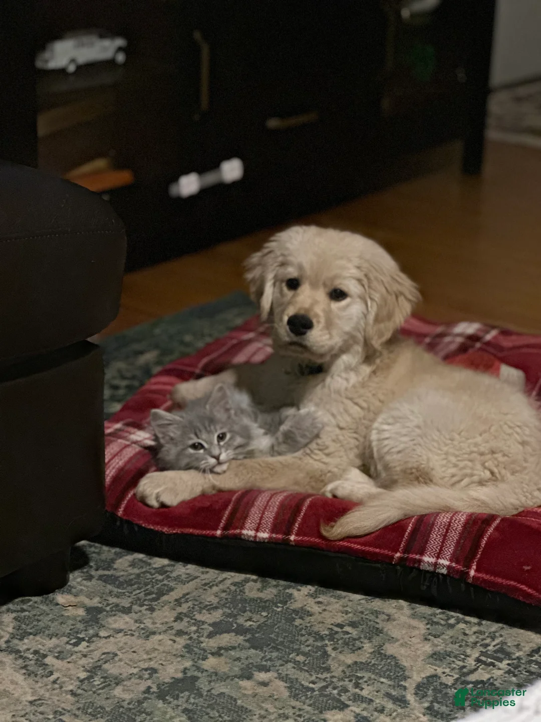 Golden Retriever dogs for sale: Golden Retriever Puppy 2 - Ad 1