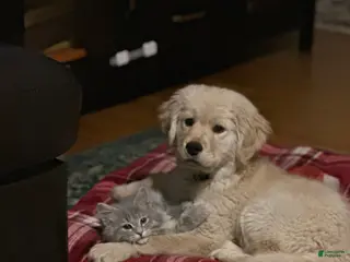 Golden Retriever dogs Golden Retriever Puppy 2 - Ad 1