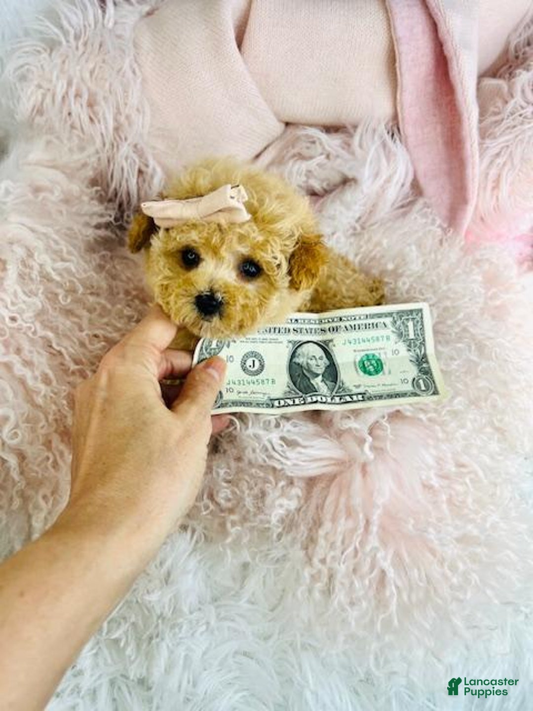 Toy Poodle dogs for sale: Toy Poodle Puppy 1 - Ad 4