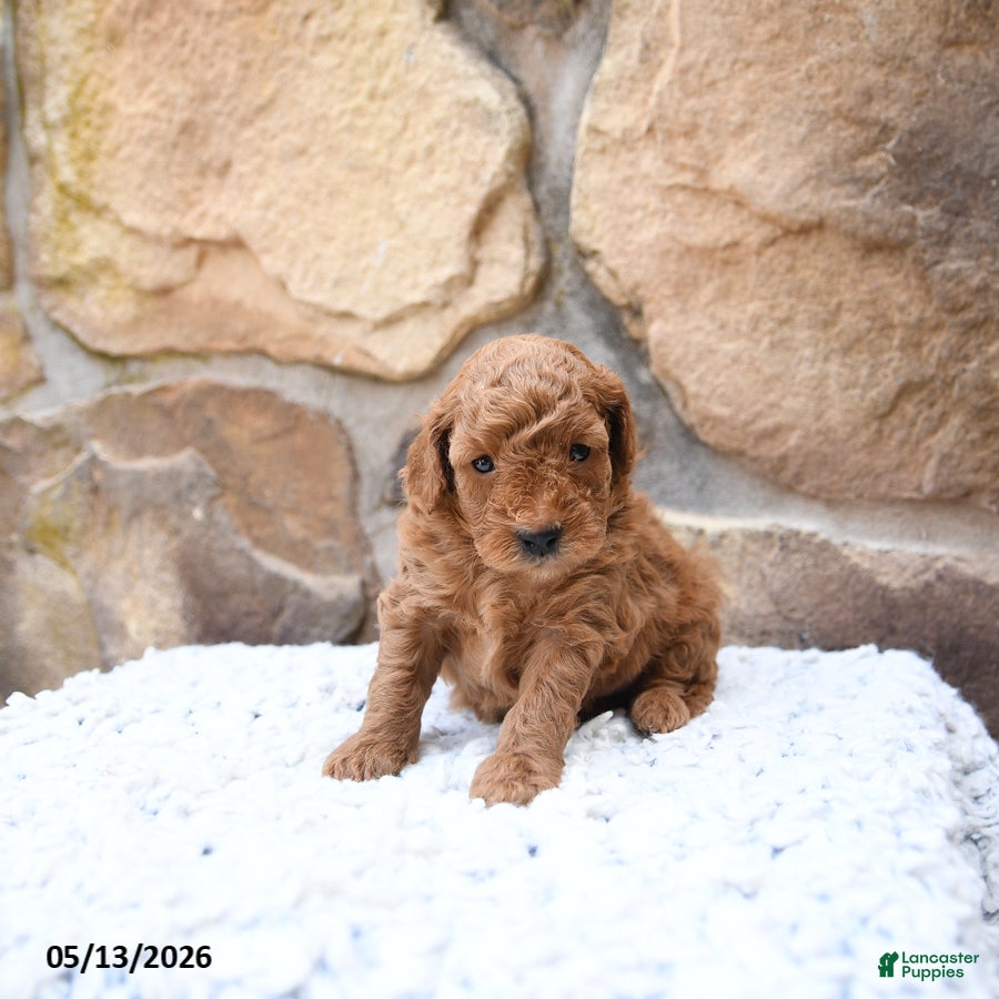 Cavapoo dogs Flossie - Ad 1