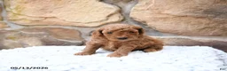 Cavapoo dogs for sale: Flossie - Ad 6