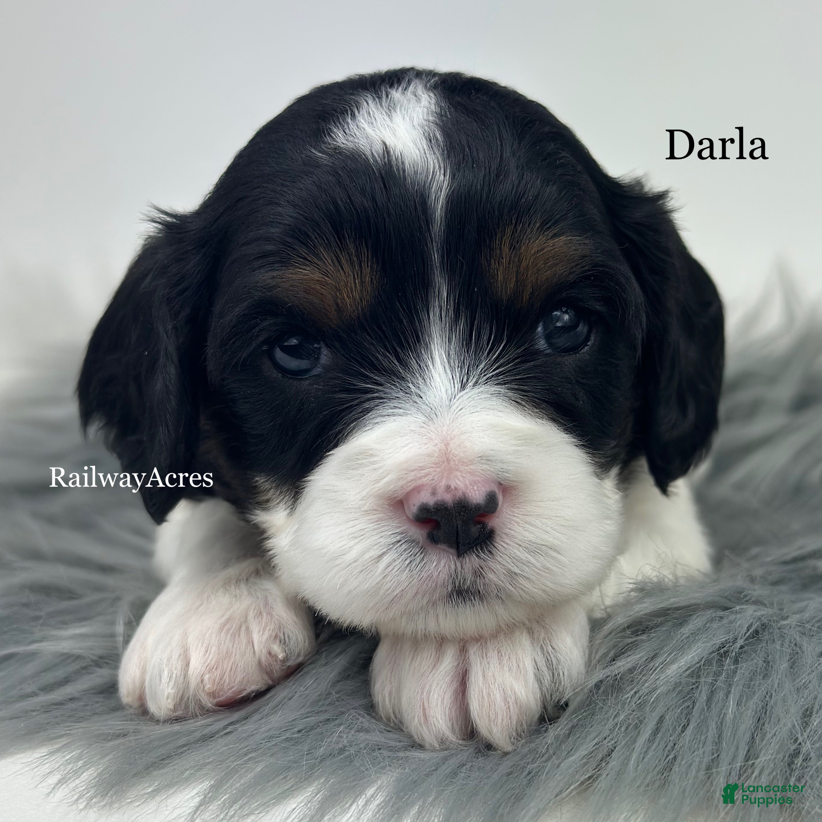 Cavapoo dogs Darla - Ad 10