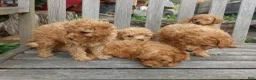 Toy Poodle dogs for sale: Muddy Paws - Ad 5