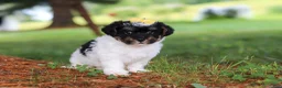 Yorkiepoo dogs for sale: Callie - Ad 3