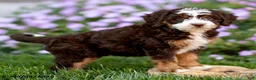 Mini Bernedoodle dogs for sale: Genevieve - Ad 3