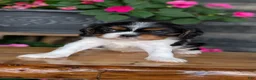Cavalier King Charles Spaniel dogs for sale: Luna - Ad 12