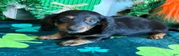 Miniature Dachshund dogs for sale: Miniature Dachshund Max - Ad 2