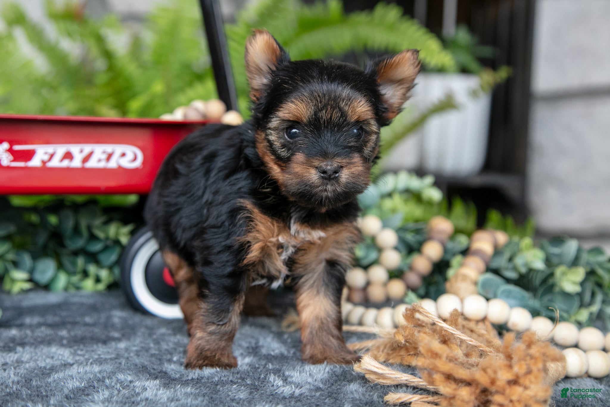 Yorkshire Terrier dogs Chanel - Ad 1