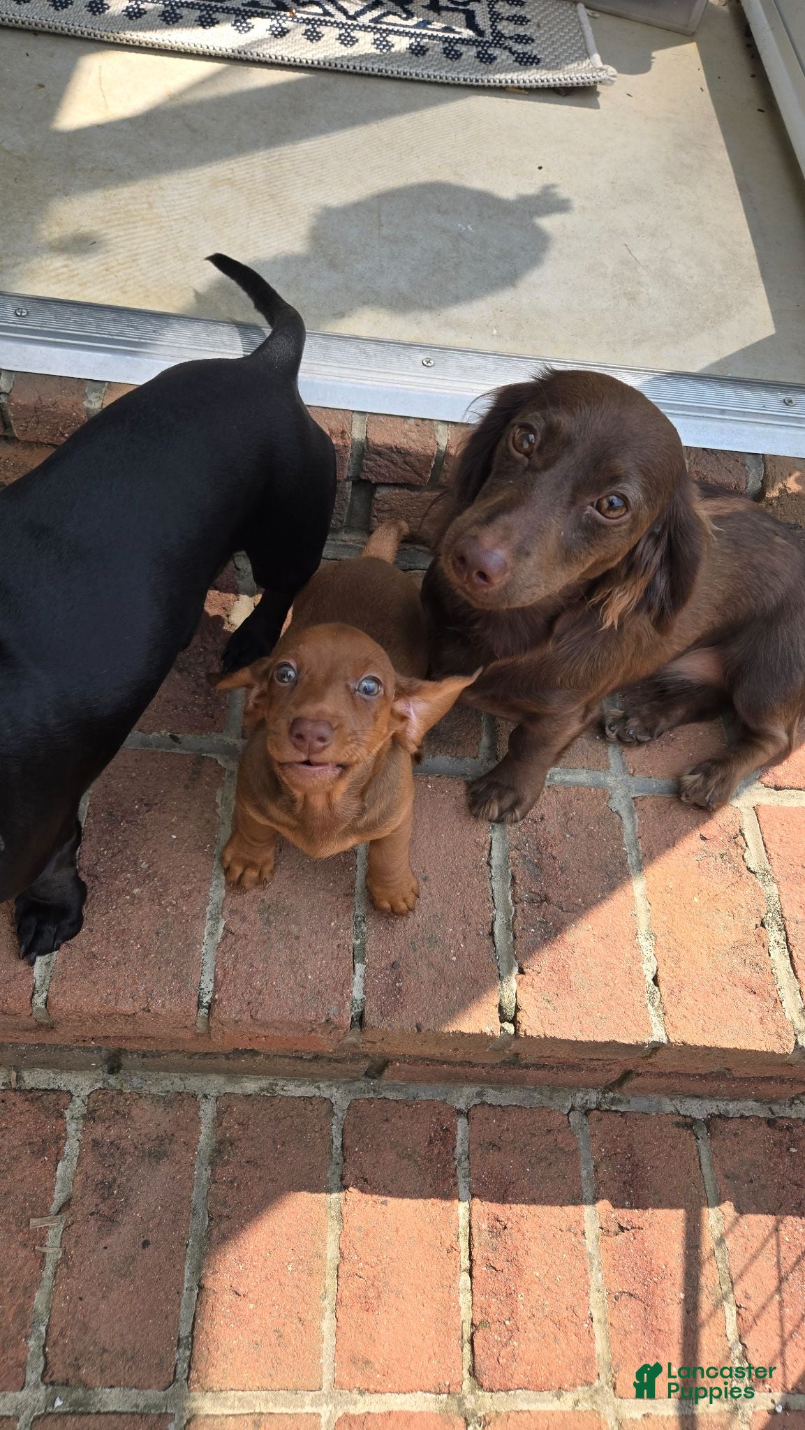 Miniature Dachshund dogs Pumpkin  - Ad 2