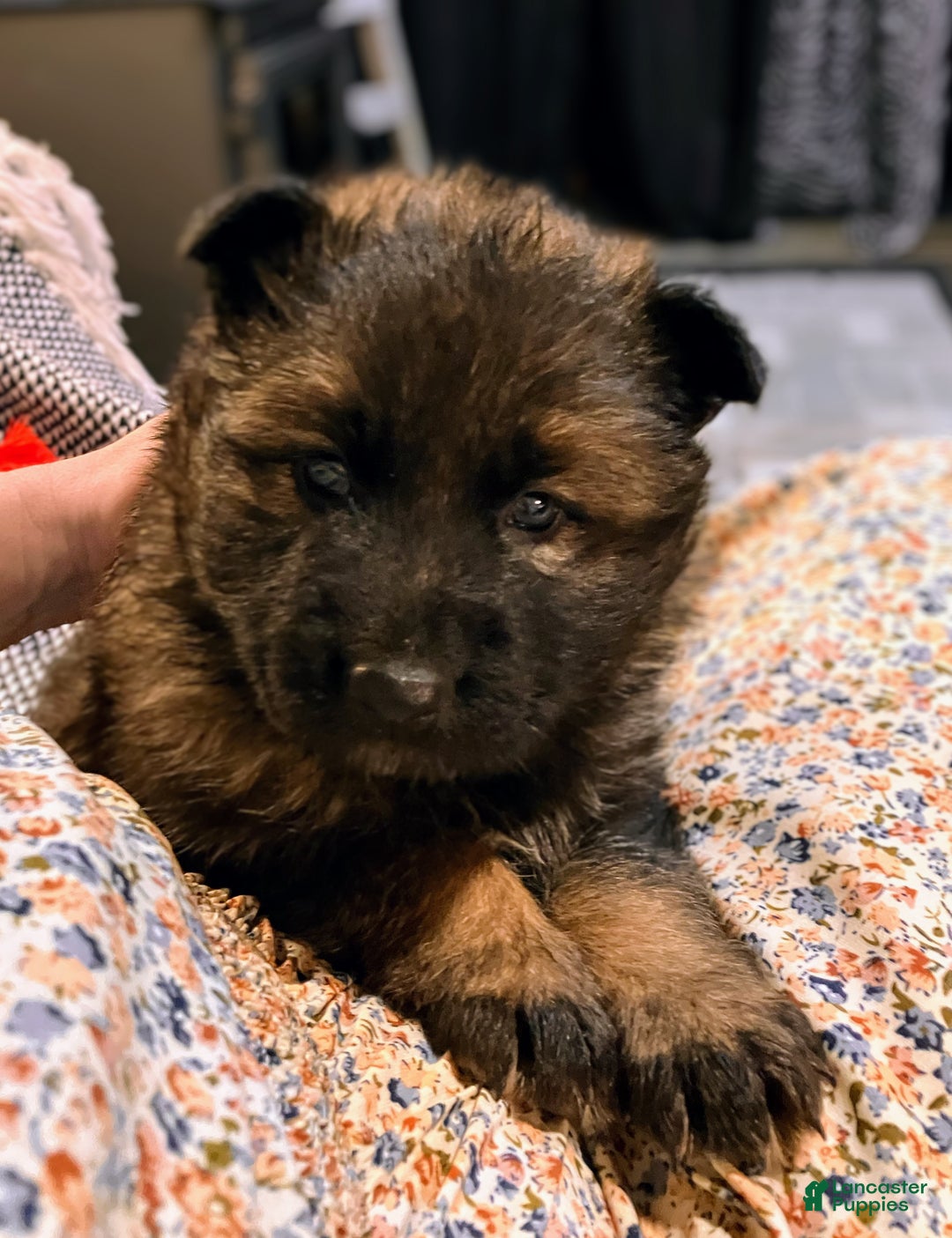 German Shepherd dogs for sale: ♥️SWEET SABLE ♥️ - Ad 30