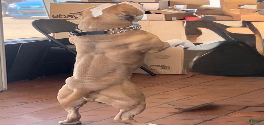 Gallery Image {{count}}