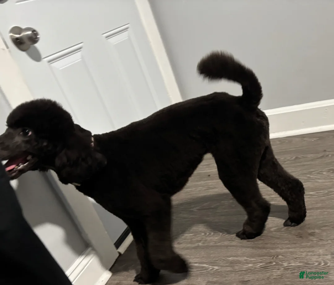 Standard Poodle dogs for sale: Standard Poodle Puppy 2 - Ad 2