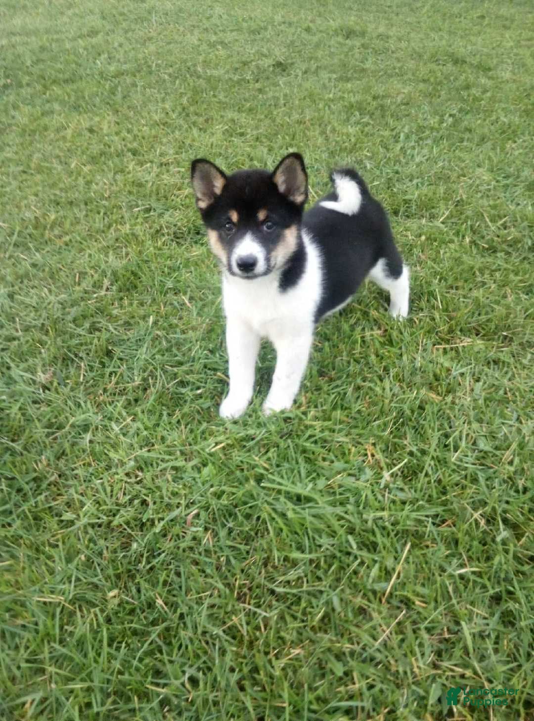 Shiba Inu dogs Shiba Inu 4 Freddy - Ad 36