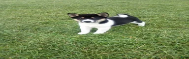 Shiba Inu 4 Freddy