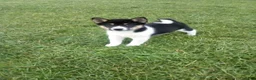 Shiba Inu dogs for sale: Shiba Inu 4 Freddy - Ad 1