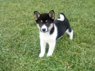 Shiba Inu dogs Shiba Inu 4 Freddy - Ad 29