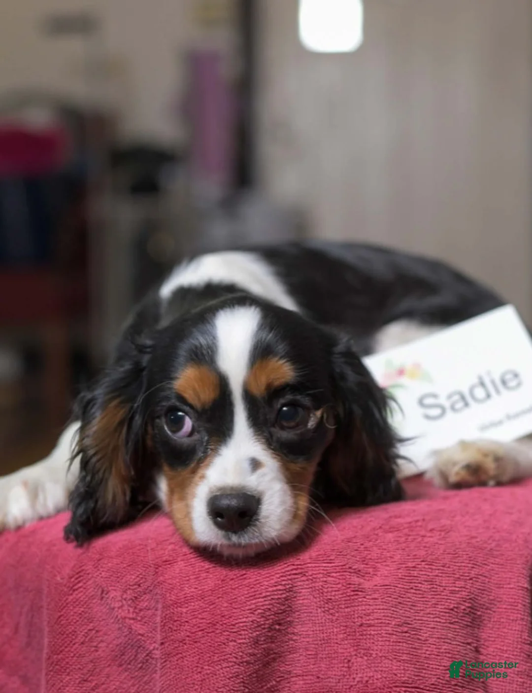 Cavalier King Charles Spaniel dogs for sale: Sadie - Ad 2