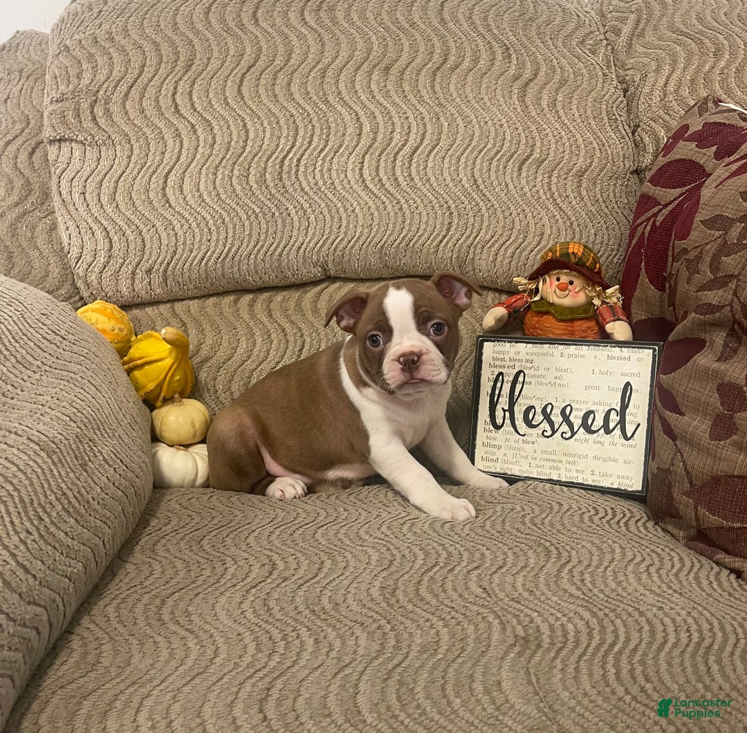 Boston Terrier dogs for sale: Oscar - Ad 2