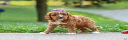 Cavapoo dogs for sale: Bella - Ad 3