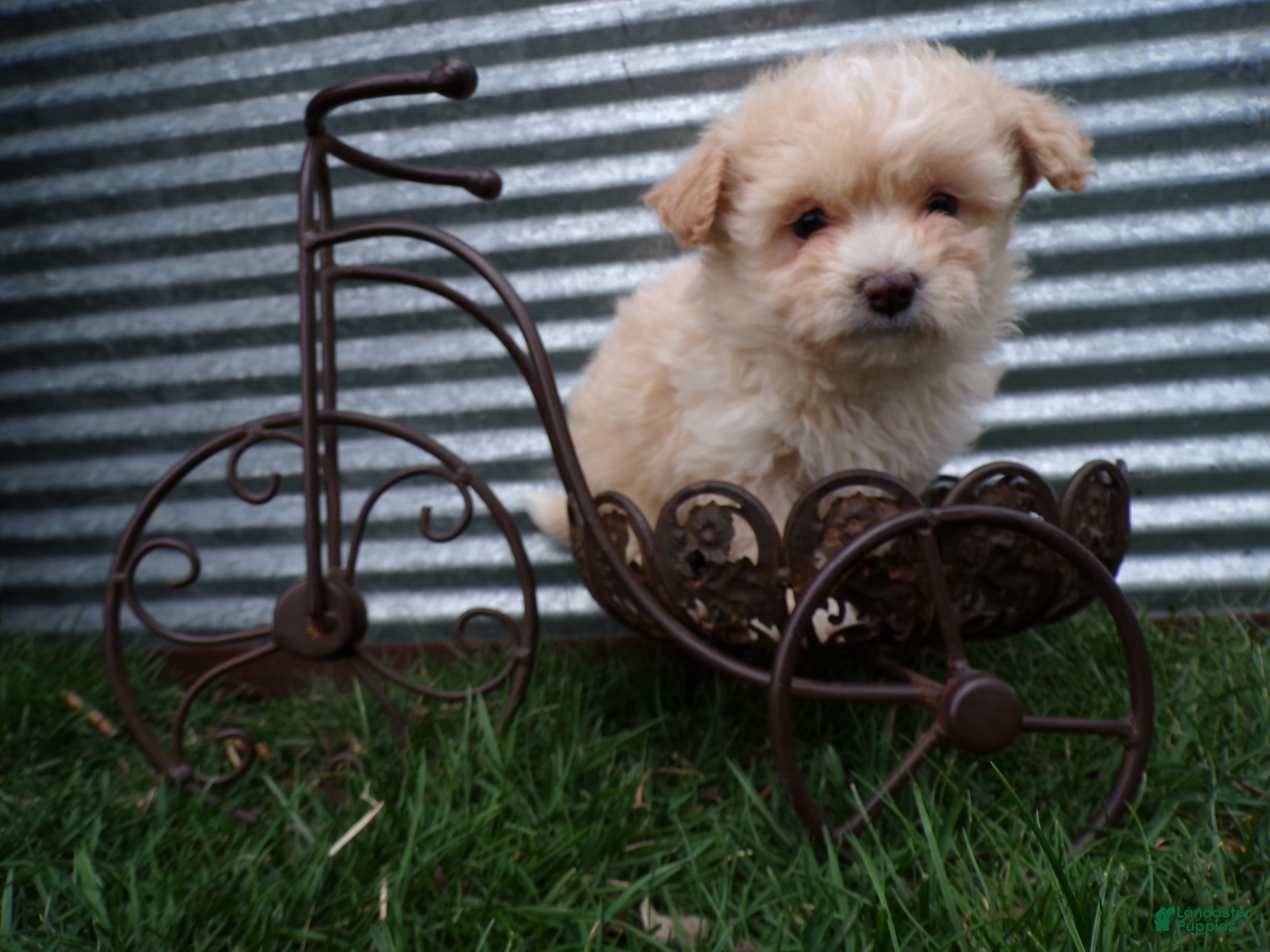 Shihpoo dogs Parker - Ad 2