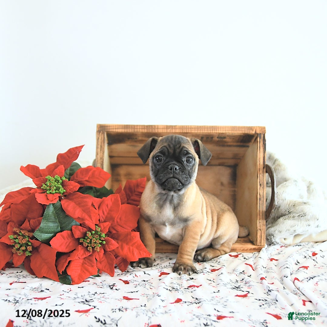 Jug dogs for sale: Marshal - Ad 2