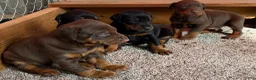 Doberman Pinscher dogs for sale: Doberman Pinscher Puppy 1 - Ad 10