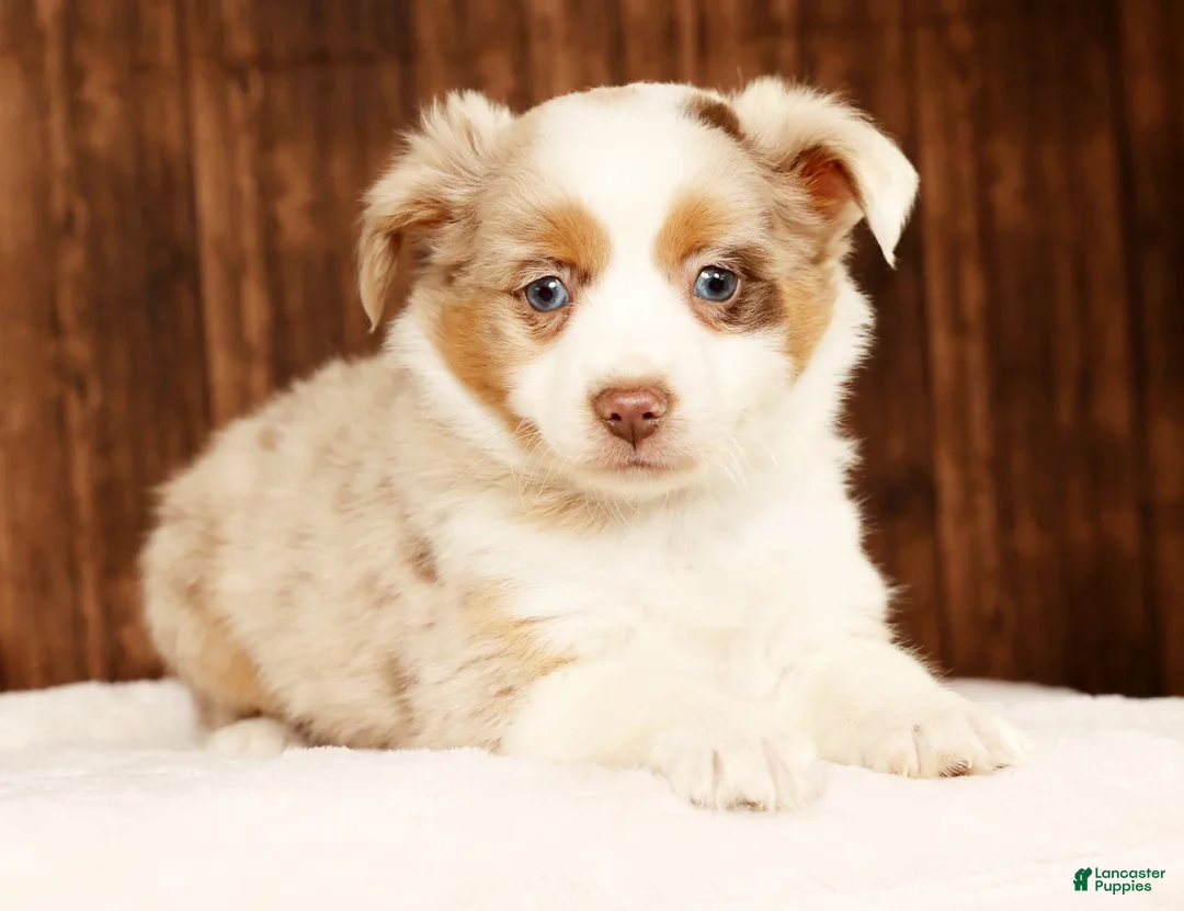Miniature Australian Shepherd dogs for sale: Copper - Ad 7