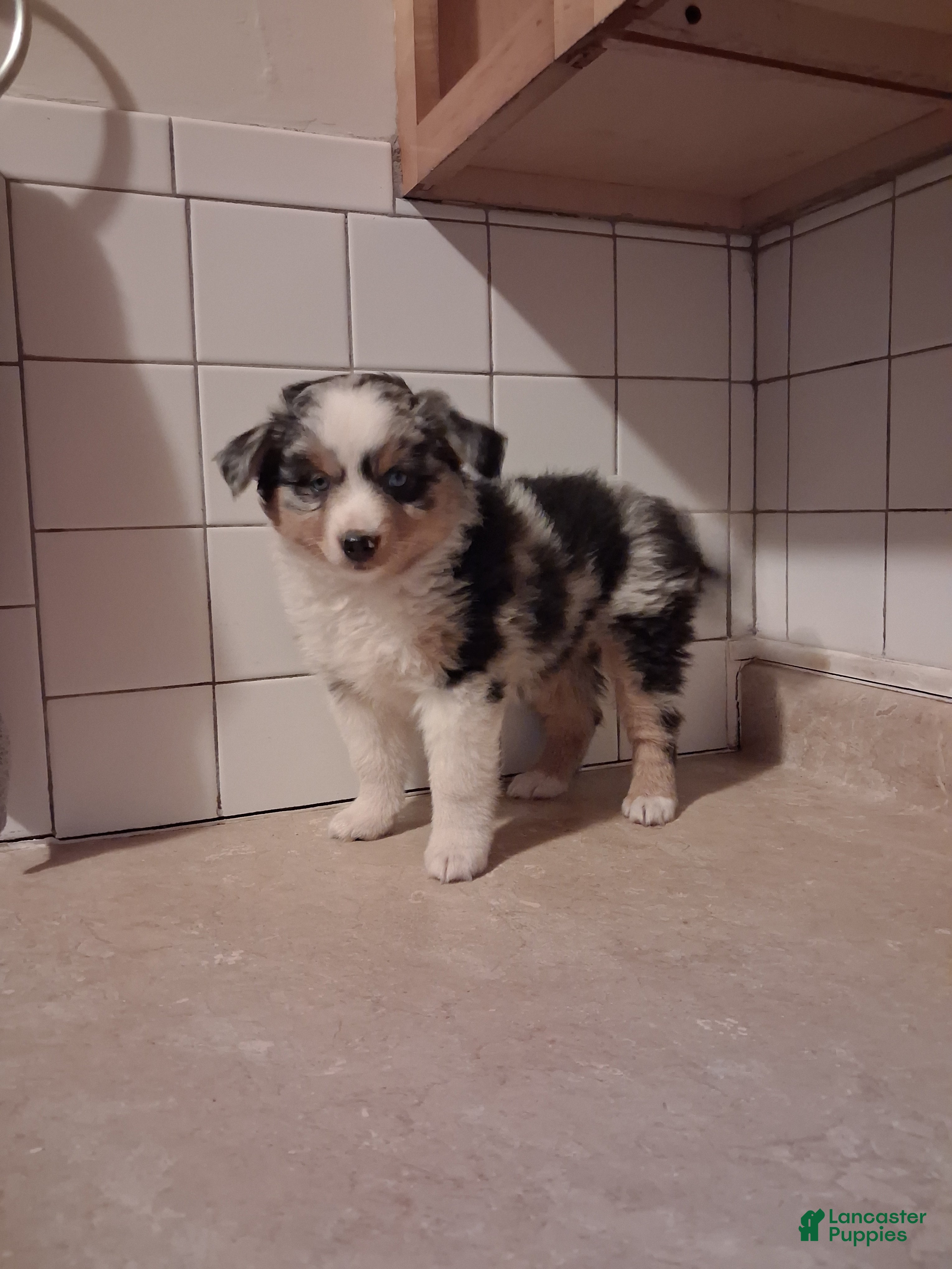 Miniature Australian Shepherd dogs Miniature Australian Shepherd 4 - Ad 1