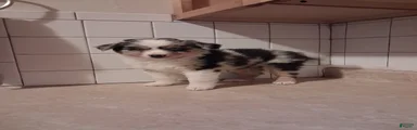 Miniature Australian Shepherd 4