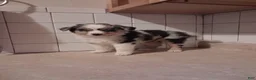 Miniature Australian Shepherd dogs for sale: Miniature Australian Shepherd 4 - Ad 1