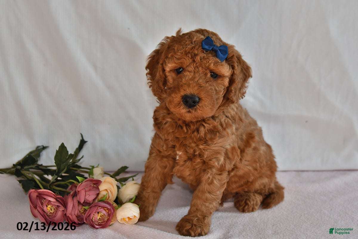 Mini Goldendoodle dogs Lucky - Ad 41