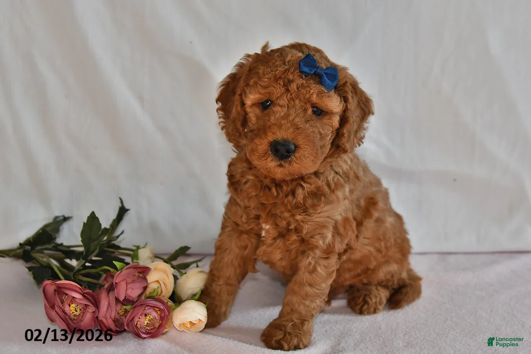 Mini Goldendoodle dogs for sale: Lucky - Ad 1