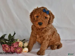 Mini Goldendoodle dogs Lucky - Ad 41
