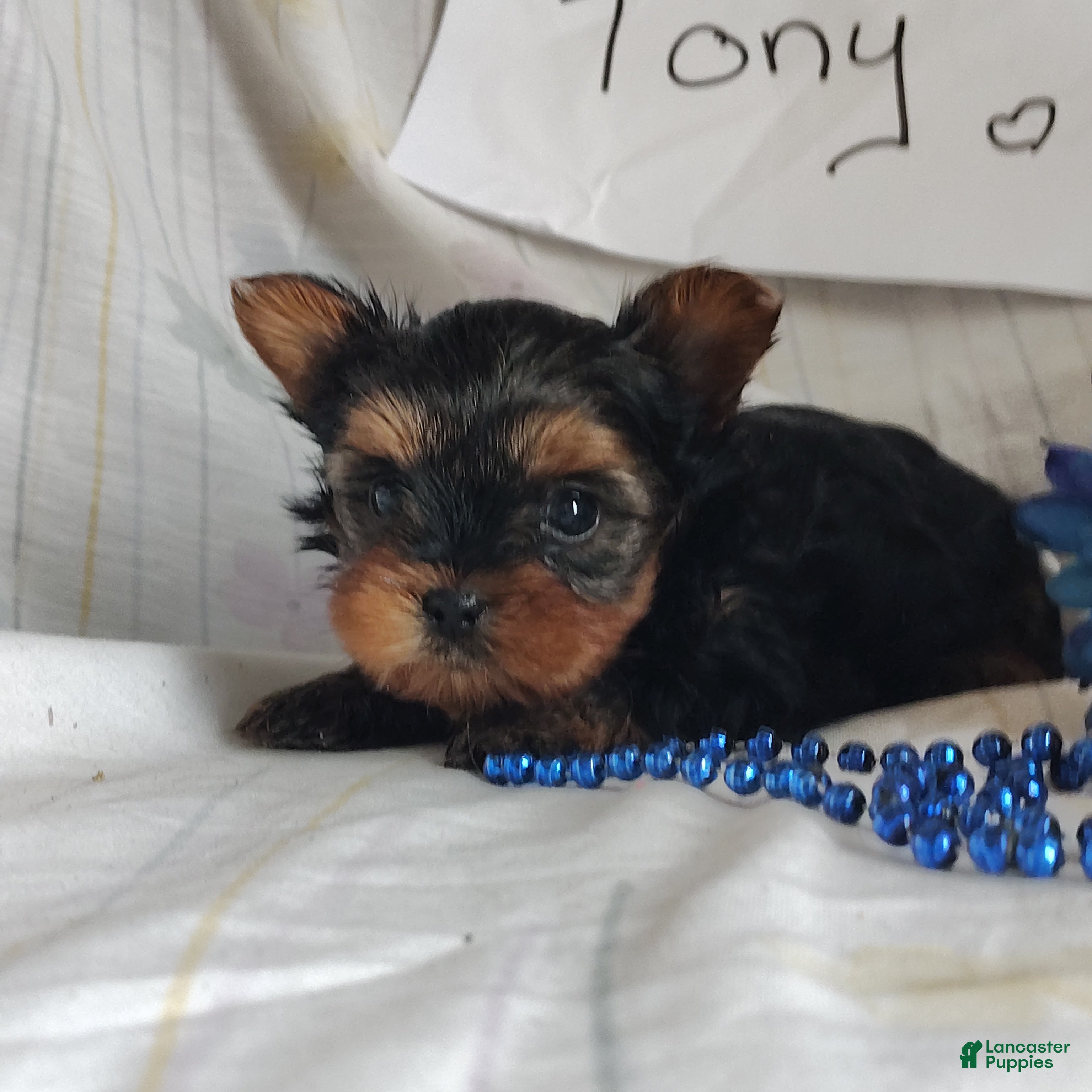Yorkshire Terrier dogs Tony - Ad 1