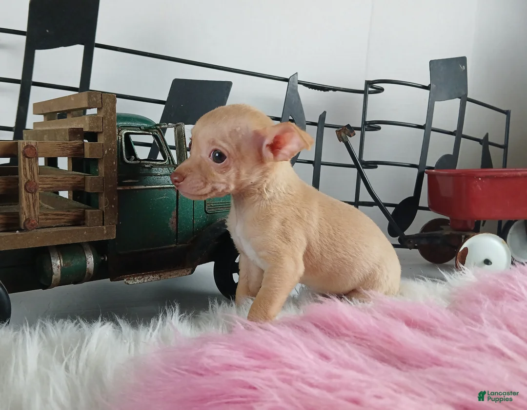 Chihuahua dogs for sale: Teacup Red Fawn girl, Nationwide Delivery  - Ad 4
