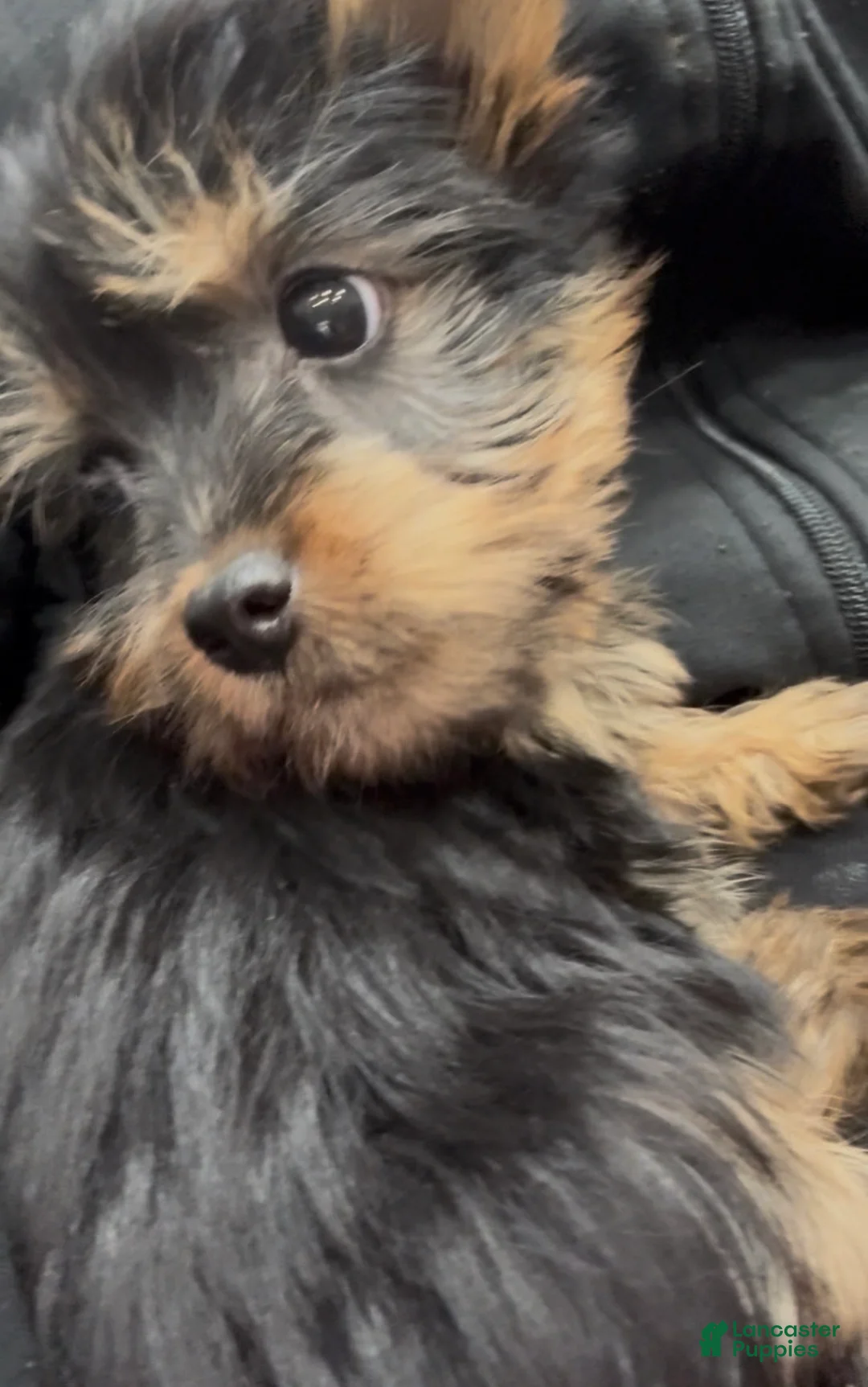 Silky Terrier dogs for sale: Silky Terrier Puppy 1 - Ad 1