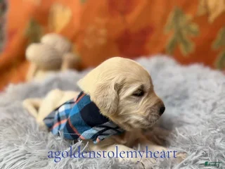 Golden Retriever dogs - Ad 42