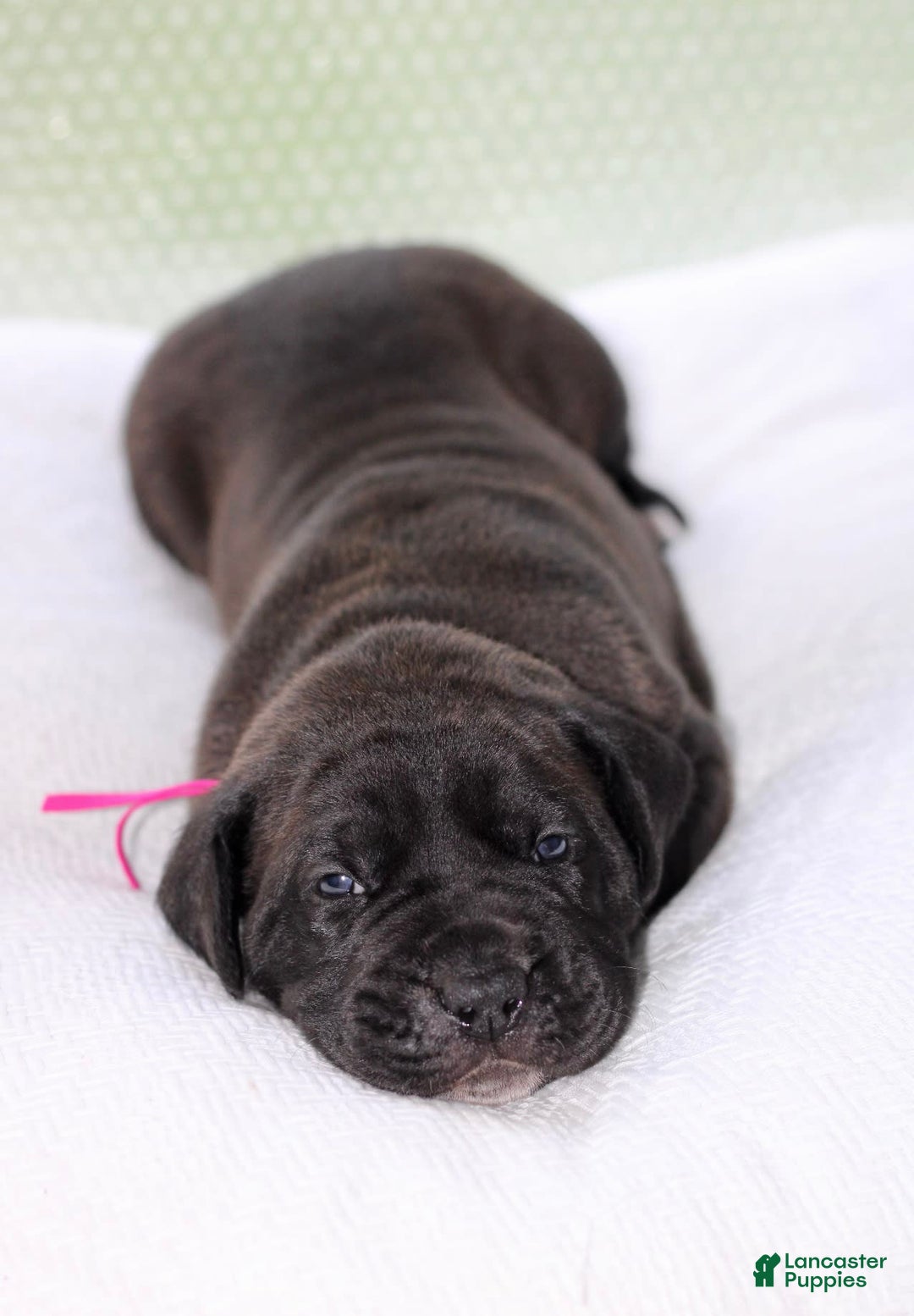 Gallery Image {{count}}