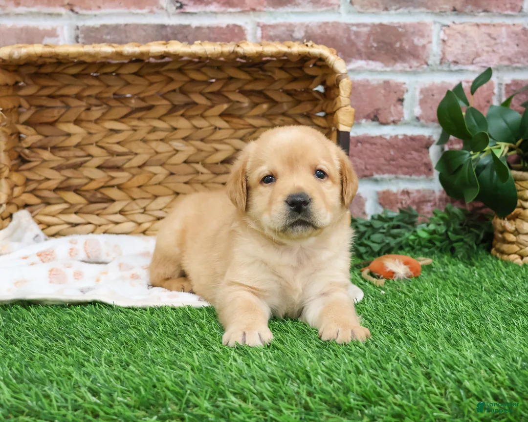 Labrador Retriever dogs for sale: Enzo - Ad 6