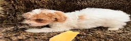 Maltipoo dogs for sale: Yellow - Ad 3
